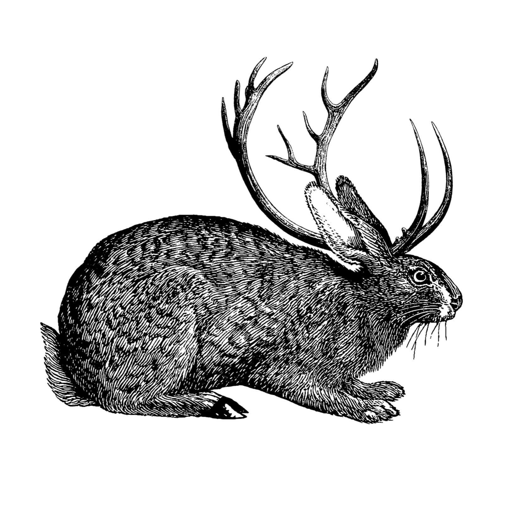 Photo of The Jackalope, Westminster